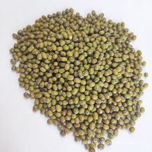 Dried Green mung bean and mung bean starch for sale